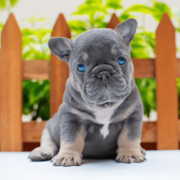 Bulldog Francés macho Blue-Lillac - Comprar perros y cachorros. Consulta  precio online. Venta de perros en Valencia y Alicante